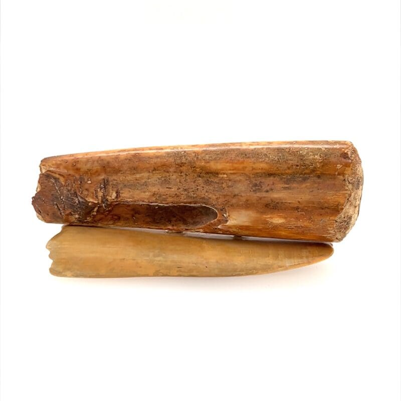 Laying Wolf Scrimshaw Artwork Fossil Ivory, Alaska Mint