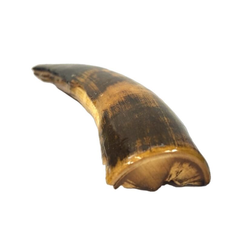 Mammoth Ivory, Alaska Mint, 073470 $250, about 10.5” X 2” @ widest