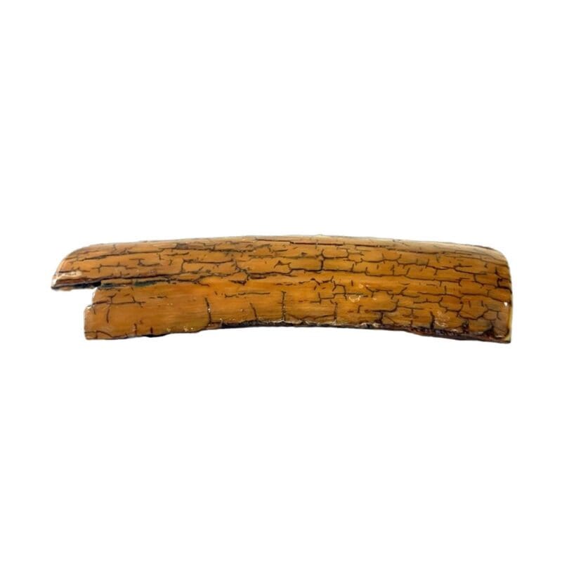 Mammoth Ivory, Alaska Mint, 073474 $135, about 6.5” X 2.75” @ widest