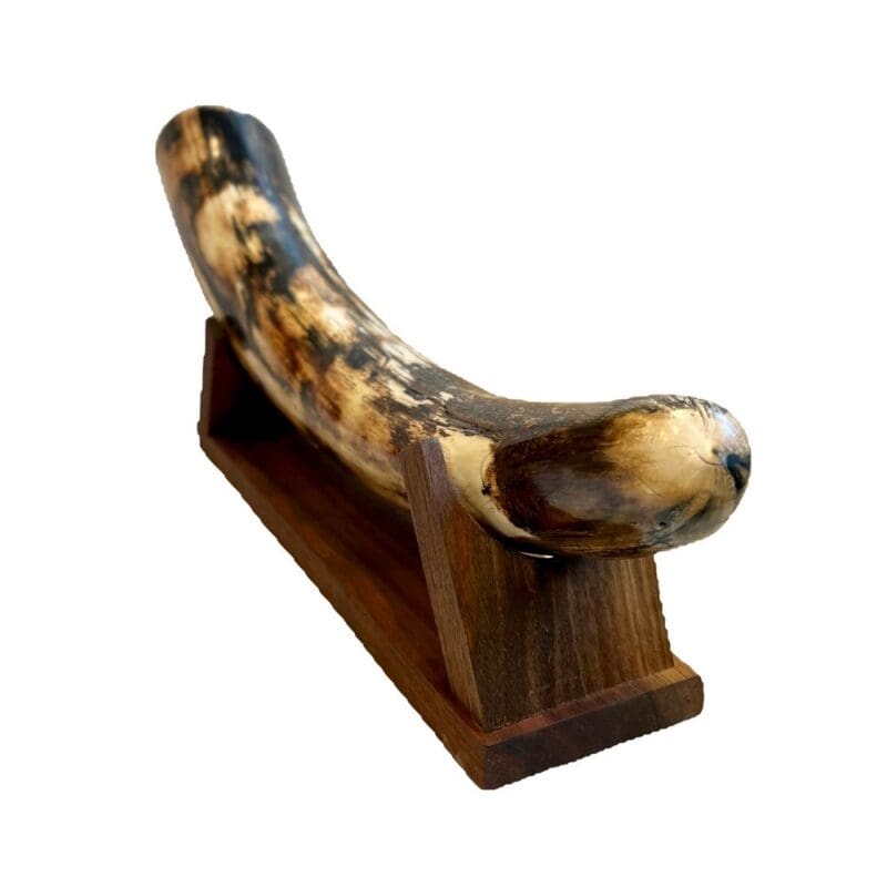 Mammoth Ivory, Alaska Mint, 999676 $8500, about 19" long, widest end 3" x 3.25", 7.25" tall with stand, stand is just under 14" x 3.5"