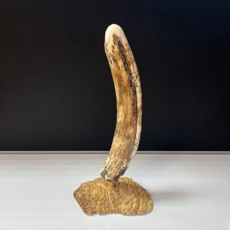 Mammoth Ivory, Alaska Mint, 999682 $2200