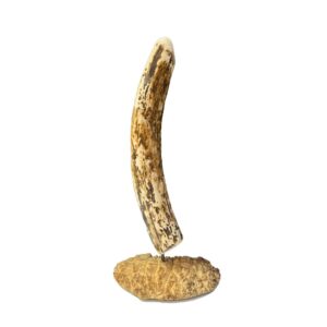 Mammoth Ivory, Alaska Mint, 999682 $2200