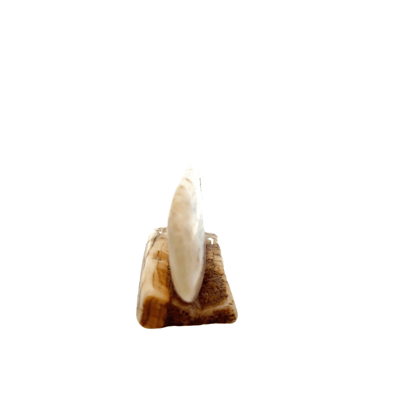 Brown Bear Scrimshaw Artwork Fossilized Ivory, Alaska Mint
