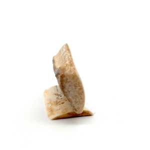 Fishing Bear Scrimshaw Fossilized Ivory, Alaska Mint