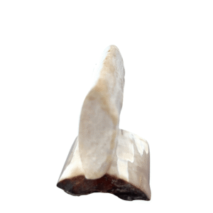 Scrimshaw Bear Artwork Fossilized Ivory, Alaska Mint