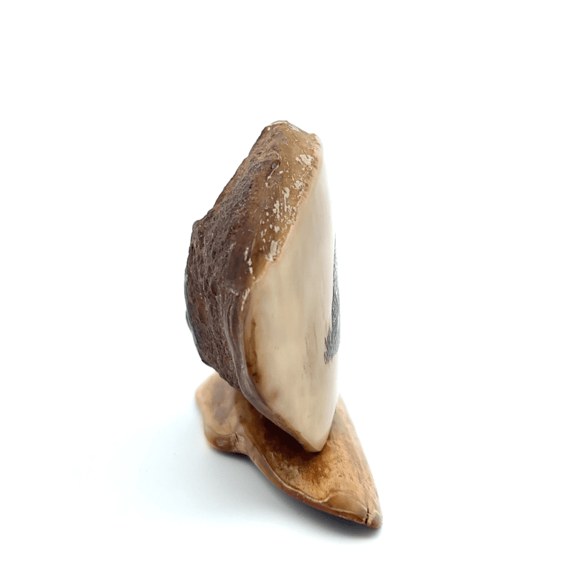 Walking Brown Bear Scrimshaw Artwork Fossil Ivory, Alaska Mint