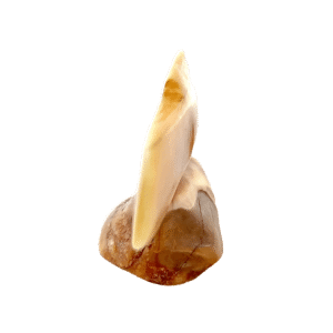 Dall Sheep Scrimshaw Artwork Fossil Ivory, Alaska Mint