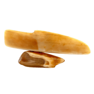 Dall Sheep Scrimshaw Artwork Fossil Ivory, Alaska Mint