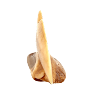 Dall Sheep Scrimshaw Artwork Fossil Ivory, Alaska Mint