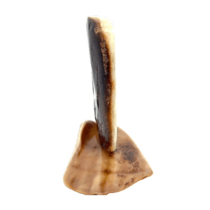 Bear Scrimshaw Artwork Fossil Ivory, Alaska Mint