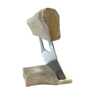 Sun Bleached Moose Antler Ulu Knife, Alaska Mint