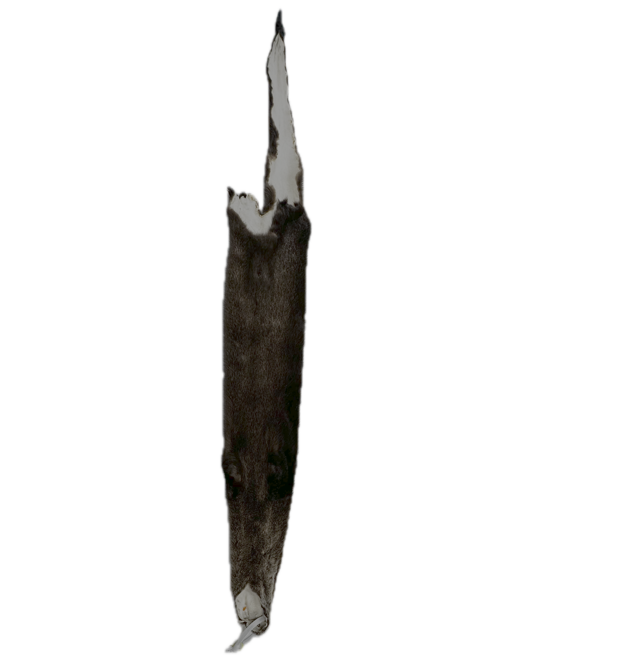 River Otter Fur - Image 3
