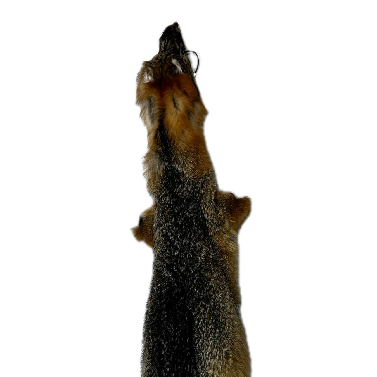 Grey Fox Pelt