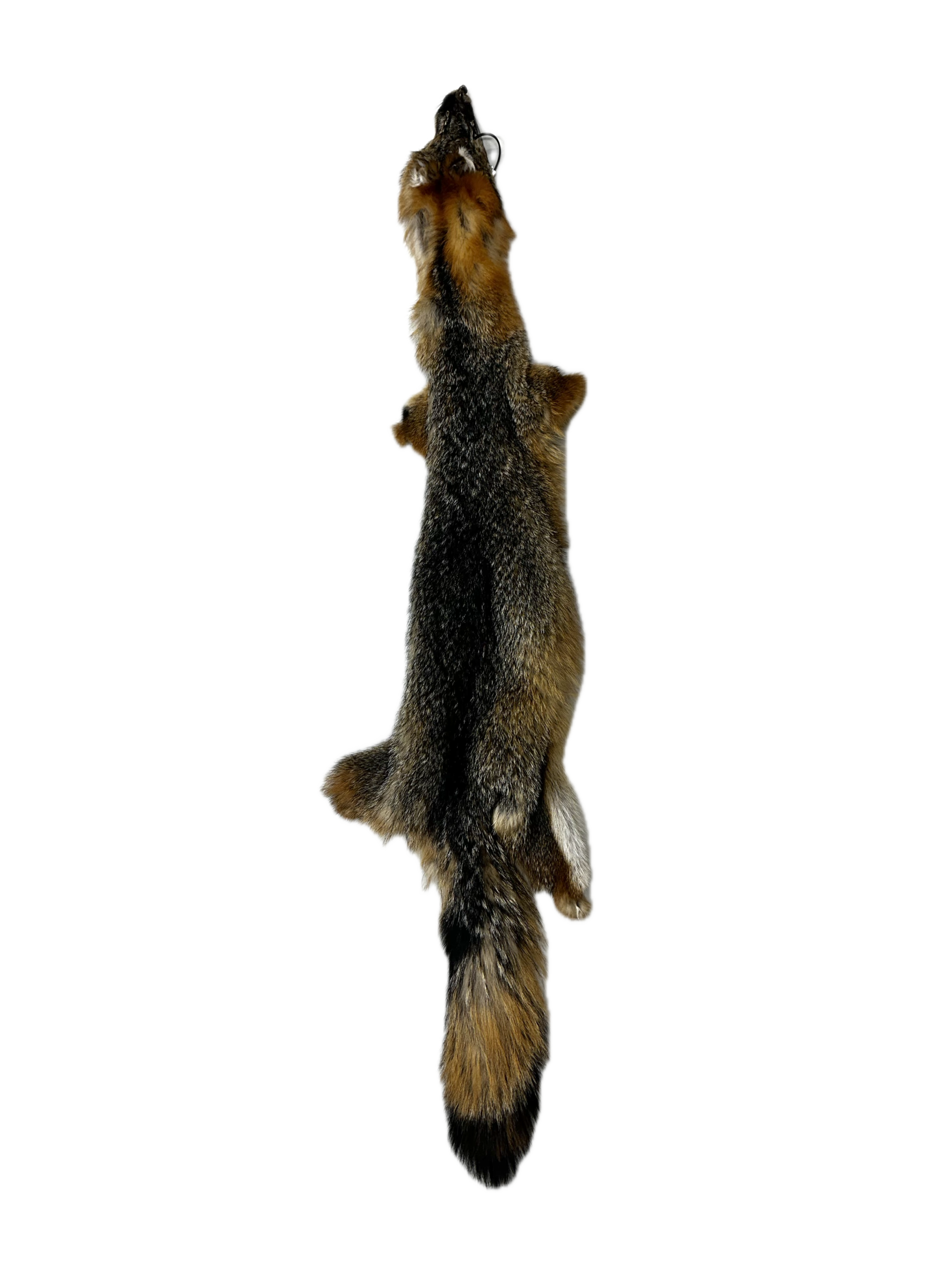 Grey Fox Pelt - Image 3