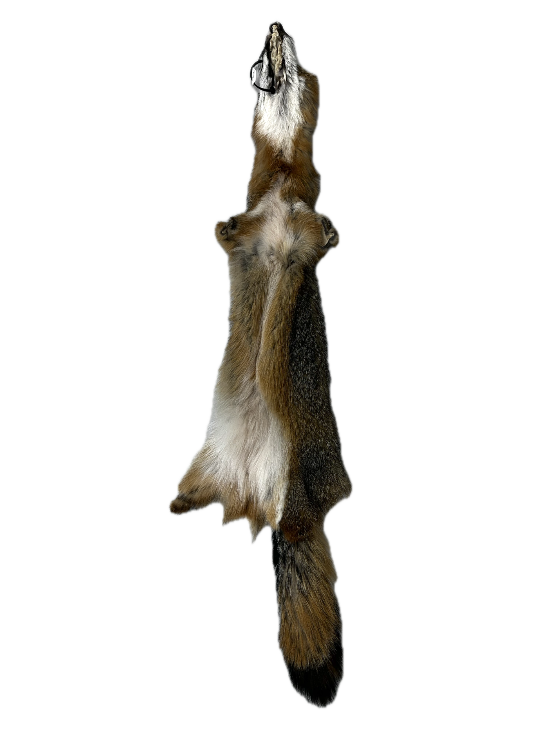 Grey Fox Pelt - Image 2