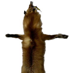 Red Fox Pelt