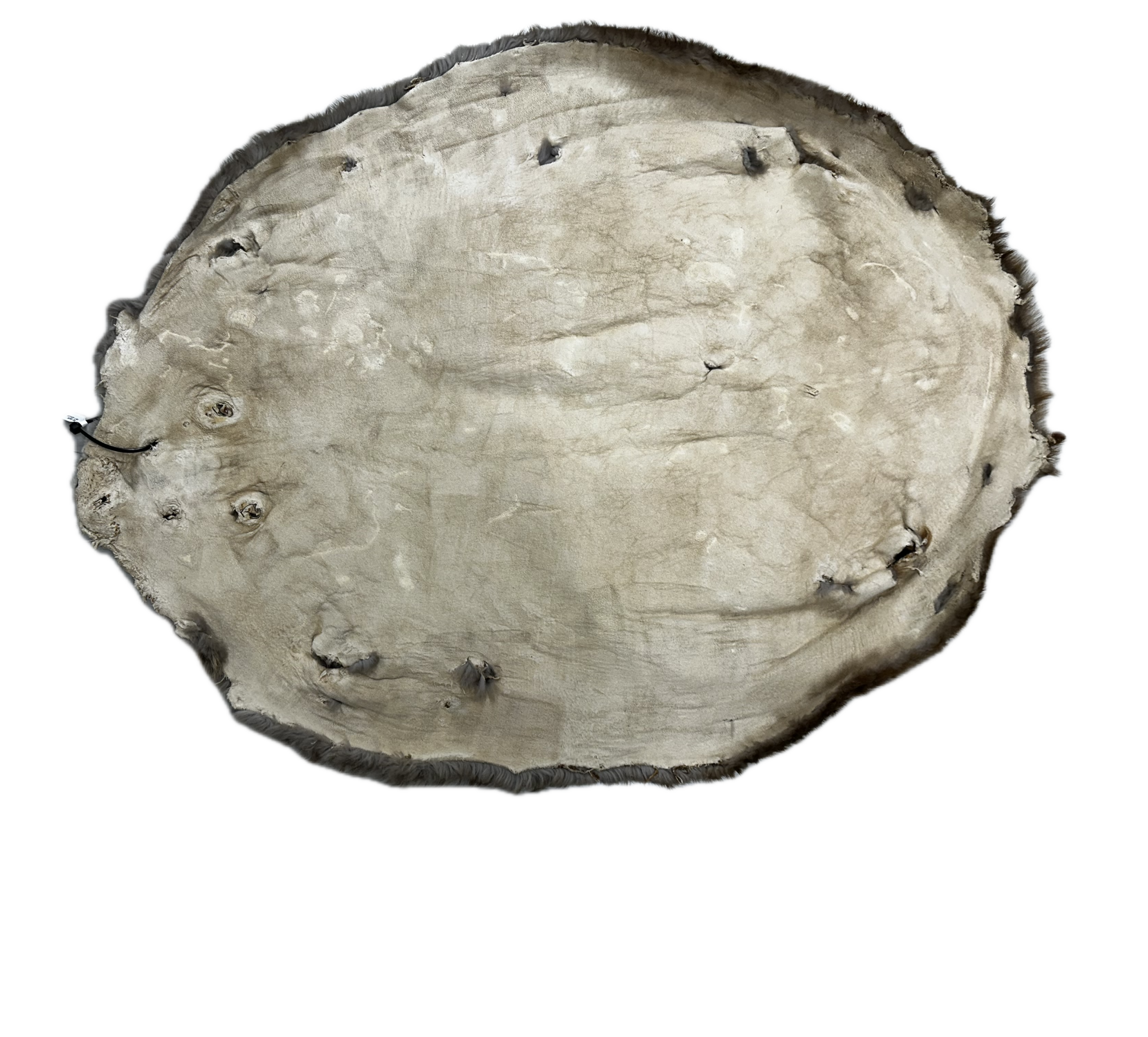 Large Beaver Pelt - Image 2