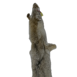 Coyote Pelt