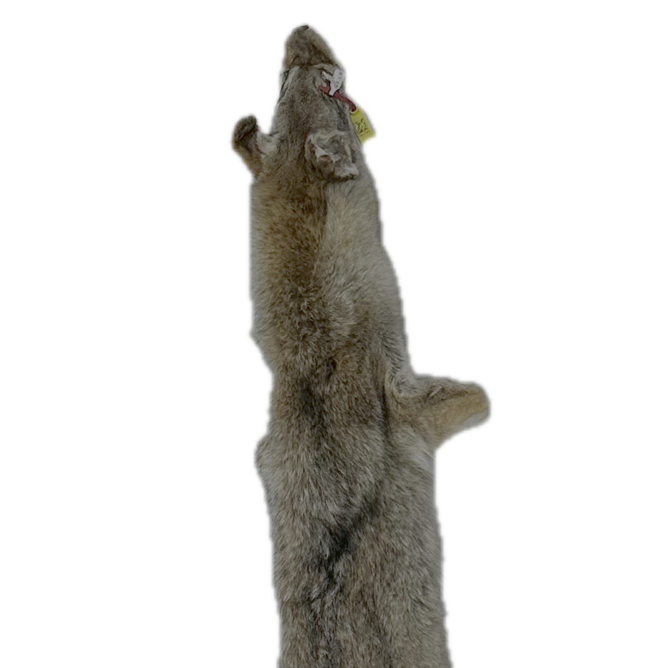 Coyote Pelt