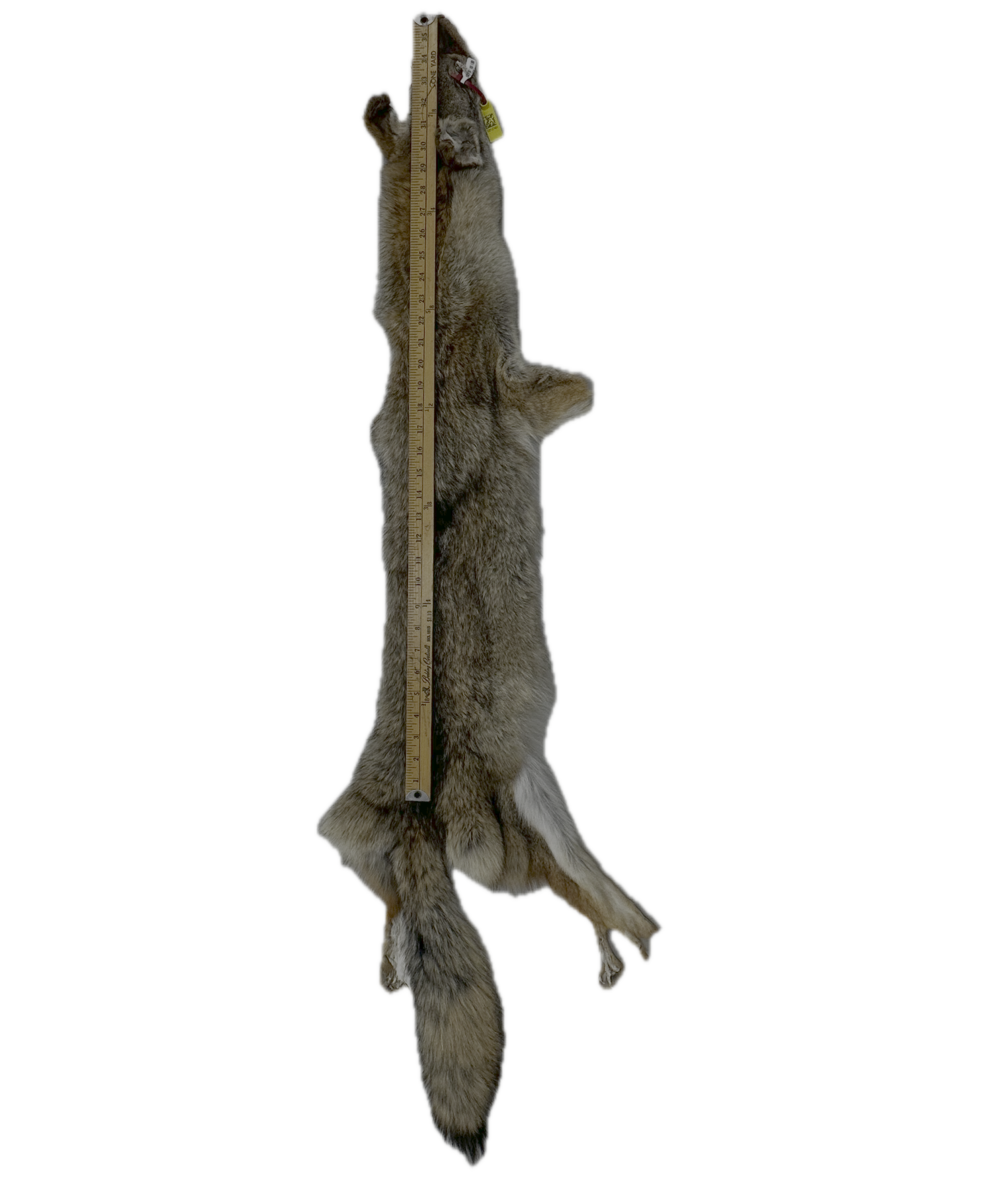 Coyote Pelt - Image 2