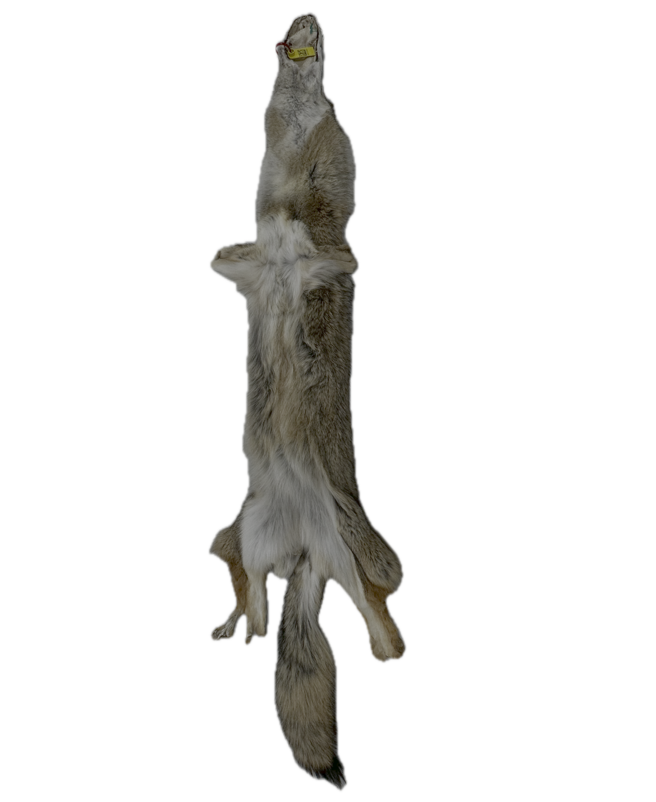 Coyote Pelt - Image 3