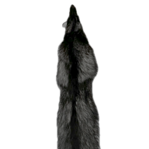 Silver Fox Pelt