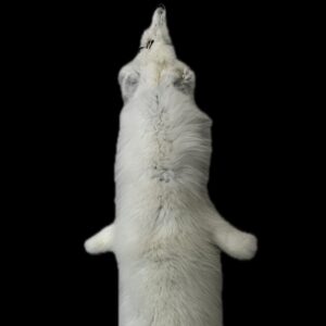 Arctic Fox Pelt